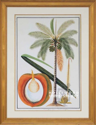 35X27 KELAPA- COCONUT PALM/CRACKLE