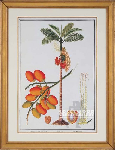 35X27 PENANG BETLE NUT TREE/CRACKLE