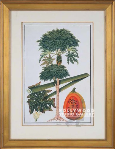 41X31 GI PAPAU-PAPAYA-TANICAL/GOLD
