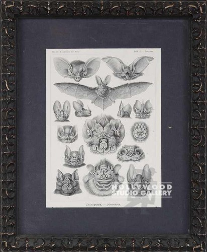 19X16 HAECKEL B/W 15 BAT HEADS/GOTH