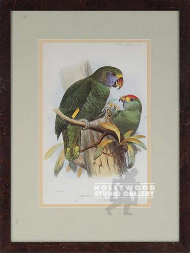 21x16 JOSEPH SMITH/ PARROT PRINT