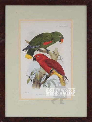 21x16 JOSEPH SMITH/PARROT PRINT
