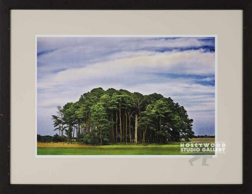 22X28 VIOLA CHINCOTEAGUETREES/WD