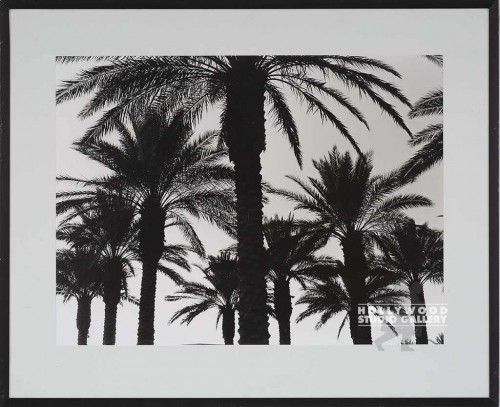 25X31 RF B/W PALM TREES PHOTO