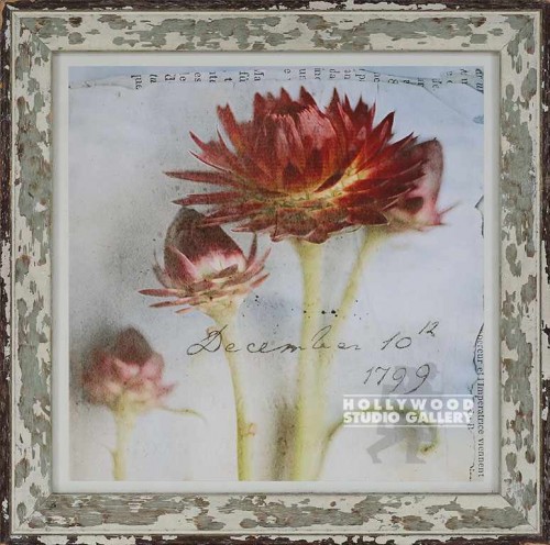16X16 SCHRACK RED STRAWFLOWER3/WW