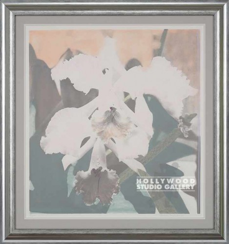 43X40 SINGLETON PEACH ORCHID/SILVER