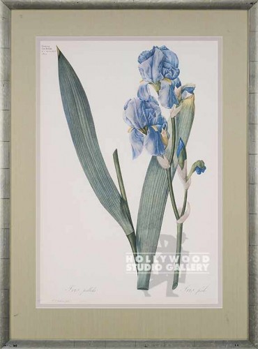 40X29 REDOUTE IRIS BOTANICAL/SILVER