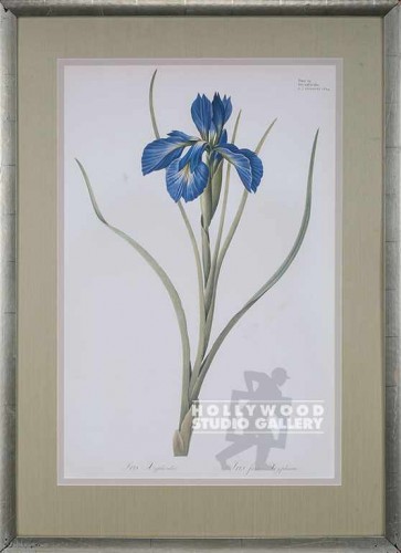40X29 REDOUTE IRIS BOTANICAL/SILVER