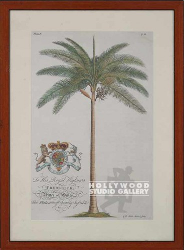25x18 Georg Dionysius Ehret/Palm