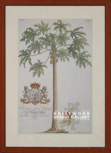 25x18 George Dionysius Ehret/Palm