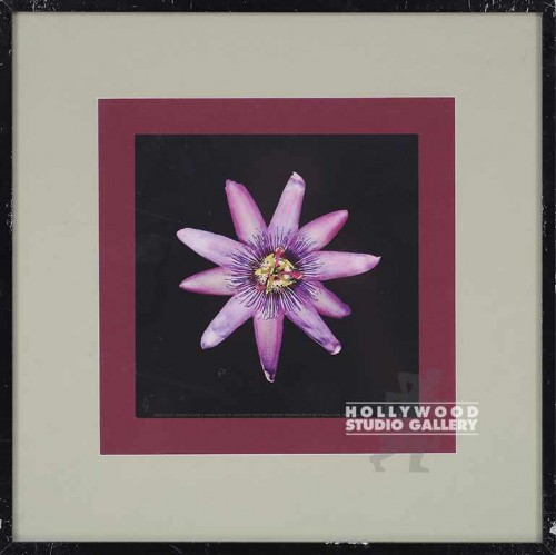 16X16 JOSAN PASSION FLOWER-BURG/BLK