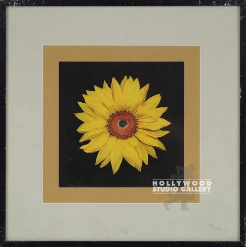 16X16 JOSAN SUNFLOWER-GOLD/BLK METL