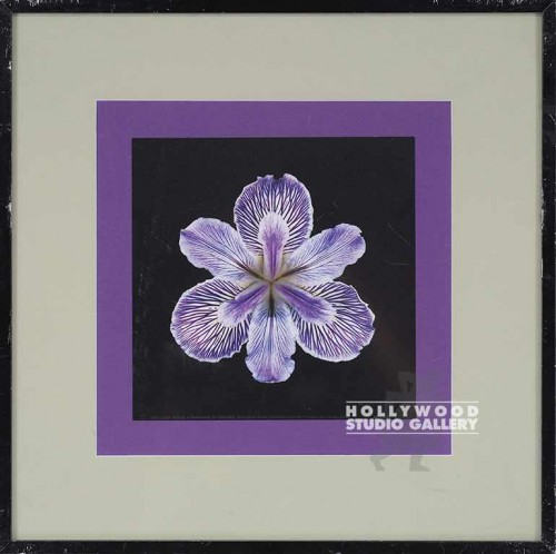 16X16 JOSAN TIGER IRIS-PURPLE/BLACK