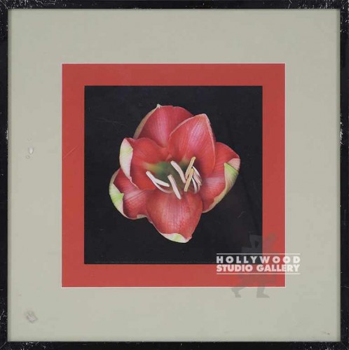 16X16 JOSAN CORAL TULIP-ORNG/BLACK