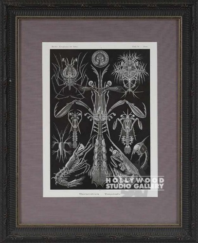 19X16 HAECKEL B/W CRAB SKELTONS/BLK