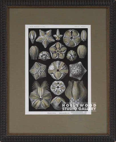 19X16 HAECKEL STAR-SHAPE SKELETONS