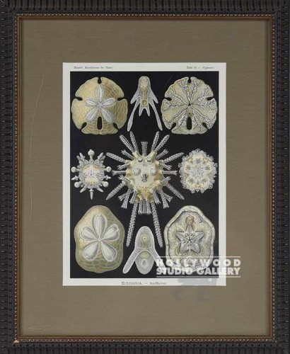 19X16 PANTEEK SAND DOLLAR-BLK/ORN8