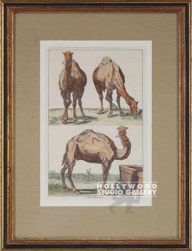 19X14 ANTQ.CAMEL(S) ENGRAVING/GOLD