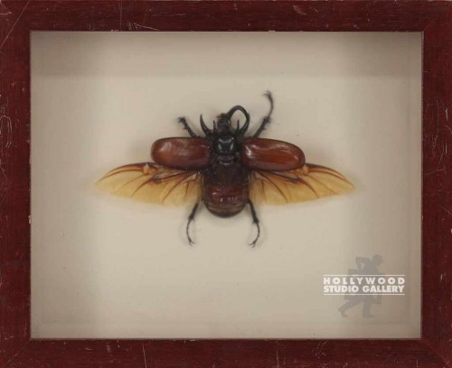 9x11x2" WINGED BEETLE / SHADOW BOX /WD