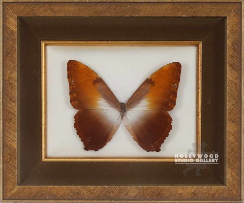 11X13 GLD FRM/ LRG BRWN BUTTERFLY