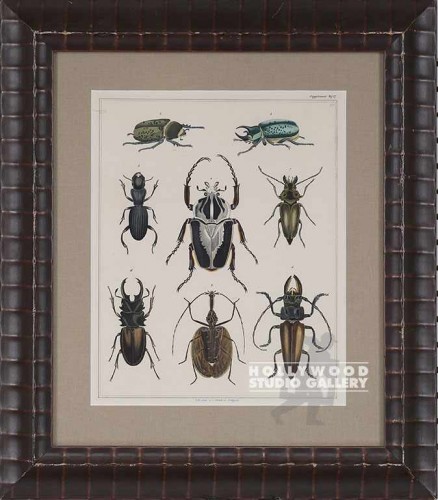 20X17 PANTEEK OKEN BEETLES/LUMPY