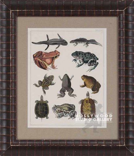 20X17 PANTEEK OKEN FROGS ETC/LUMPY