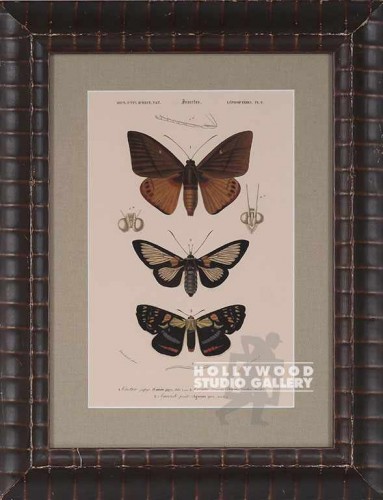 19X15 PANTEEK BUTTERFLYS-DUPE/LUMPY
