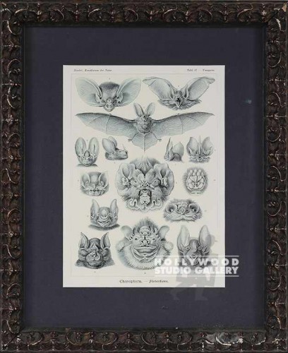 19X16 PANTEEK B/W MANY BATS/GOTHIC