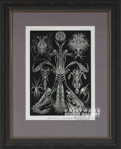 19X16 PANTEEK B/W CRUSTACIAN/GOTH