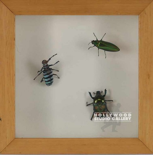 9x9 Mounted bugs/maple box frame