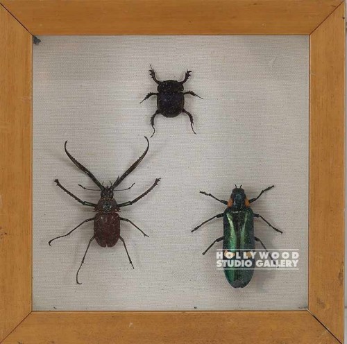 9x9x3" Bugs In Shadow Box/LT Wood
