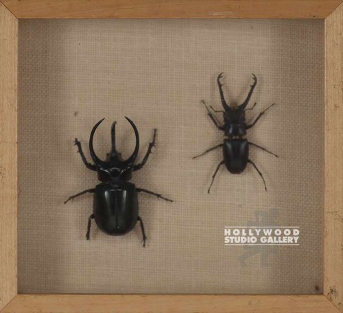 10x11x2 EXOTIC BUGS / SHADOW BOX/WOOD