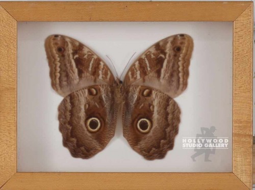 6x8" BUTTERFLY / SHADOW BOX / LT WOOD