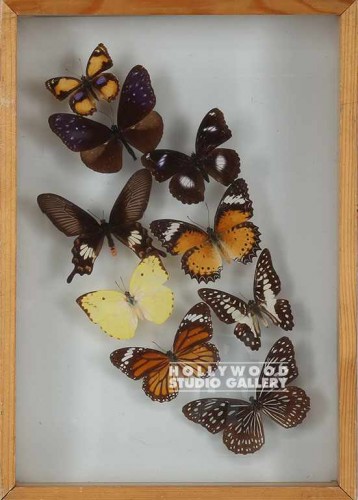 14X10BUTTERFLIES SHADOWBOX/BLND FRM