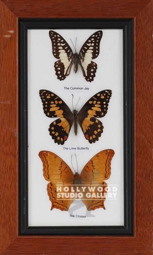 10X6 BRWN FRM/ BUTTERFLIES/ (3)