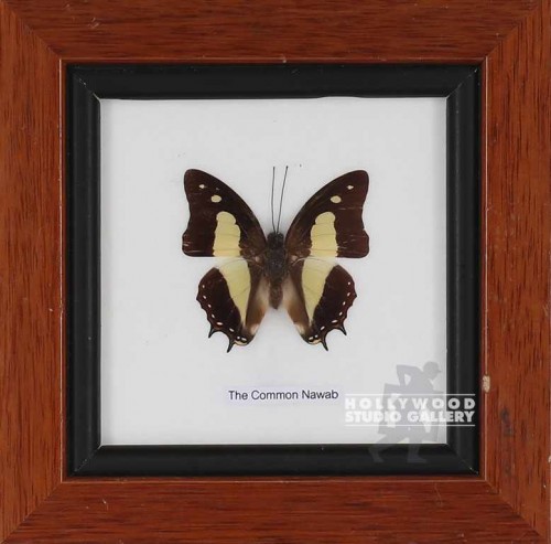 6X6 BRWN FRM/ BUTTERFLY/ (1)