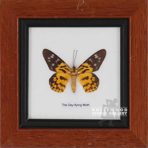 6X6 BRWN FRM/ BUTTERFLY/ (1)