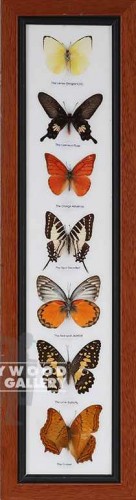 22x6x1" BUTTERFLIES / MED WOOD FRAME