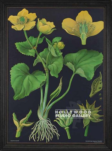 50X37 ANTQ.BOTANICAL-YEL.FLOWR-BLK