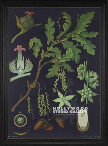50X37 ANTQ.BOTANICAL-OAK-BLK B.G.
