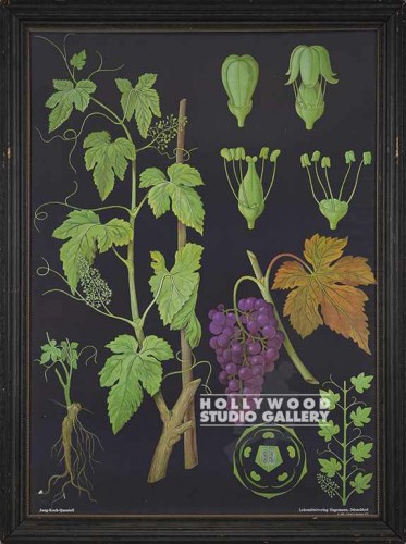50X37 ANTQ.BOTANICAL-GRAPES-BLK B.G