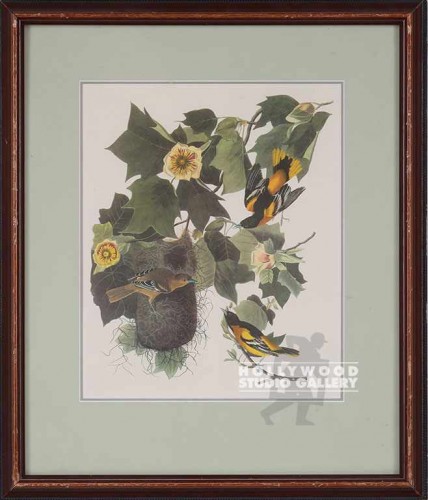 17X14 AUDUBON BALTIMORE ORIOLE/WD