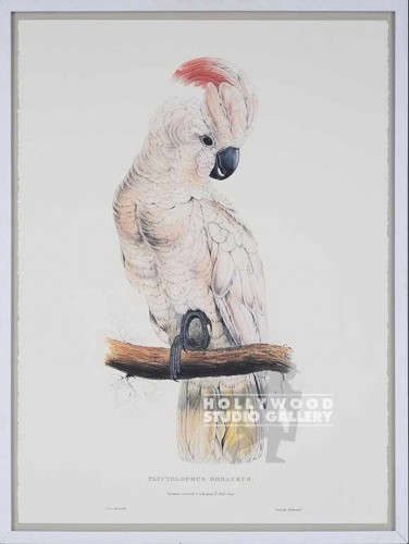32X24 COCKATOO BIRD ON CREAM/WHITE