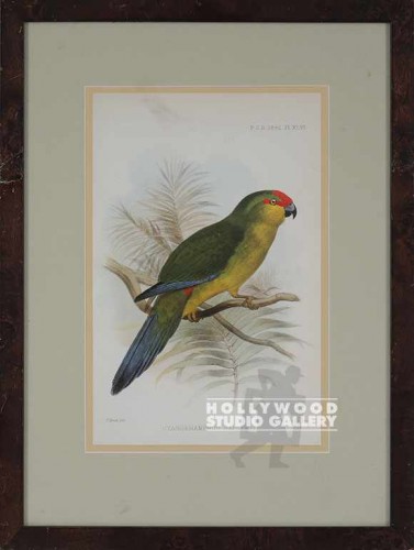 21x16 Joseph Smit/Parrot Print