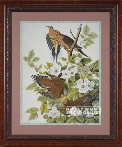 36x30 Audubon Bird/Turtle Dove