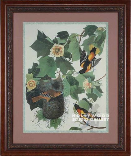 36x30 Audubon Bird/Baltimore Oriole