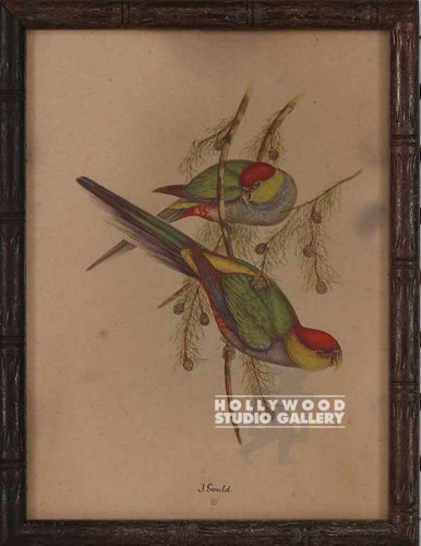 9X7 GOULD BIRDTANICAL-AGED/BAMBOO