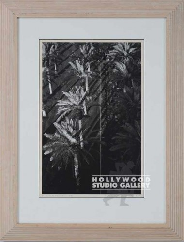 29X22 RF B/W PALM TREE SHADOWS/WHT