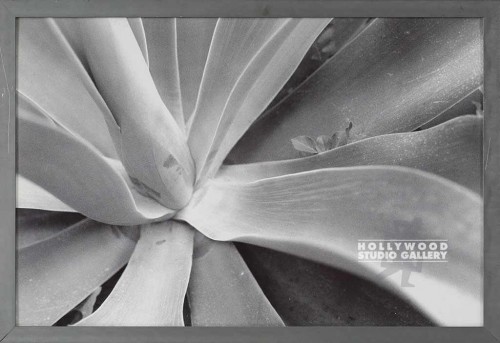 17X25 RF B/W PLANT DETAIL/ METAL