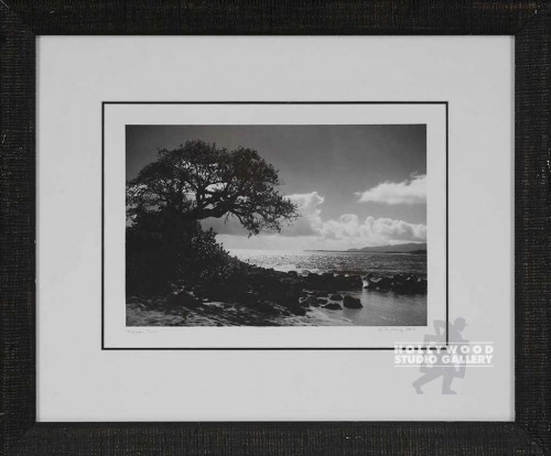 18X22 RICHARZ B/W KAUAI TREE/BLK